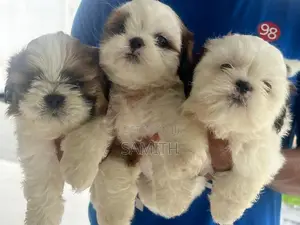 Shih Zhu Puppy