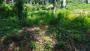 Land for Sale Nelundeniya