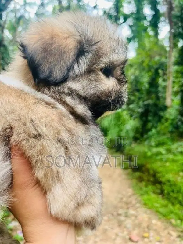 Shih Tzu Puppy