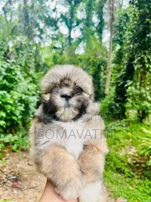 Shih Tzu Puppy