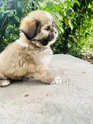Shih Tzu Puppy