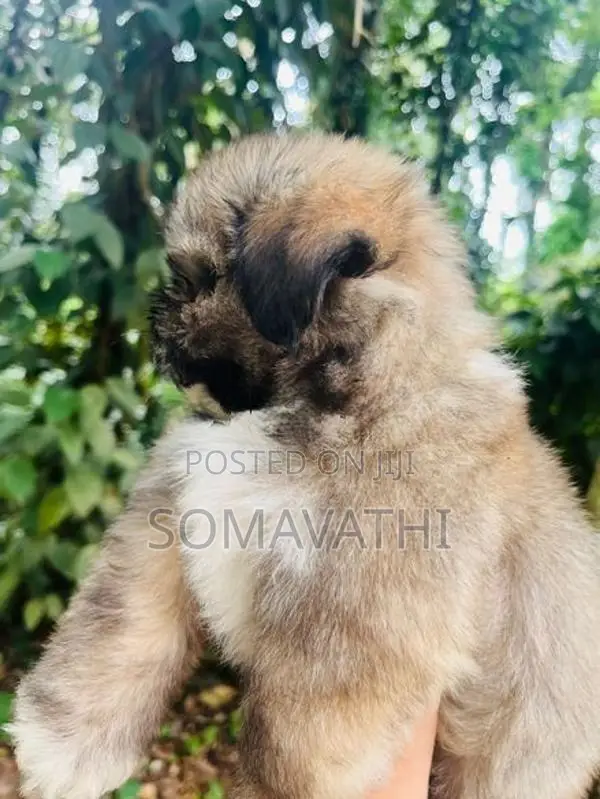 Shih Tzu Puppy
