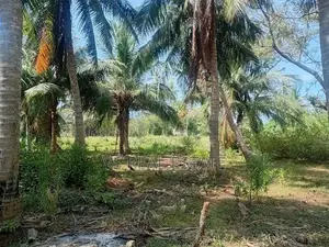 விற்பனைக்கு காணி சாவகச்சேரி – மீசாலை பகுதியில்