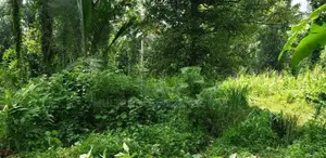 Land For Sale in Pilimathalawa