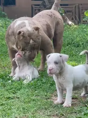 American Bully Puppies XL
