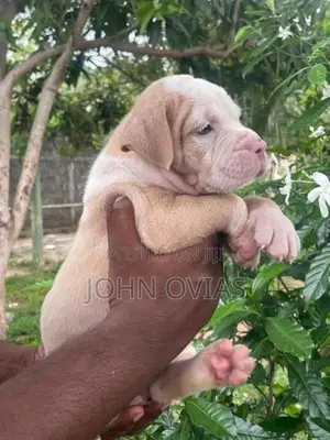 American Bully Puppies XL