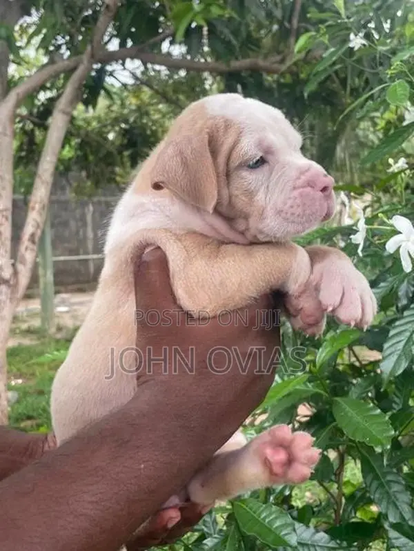 American Bully Puppies XL