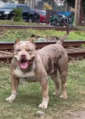 American Bully Puppies XL