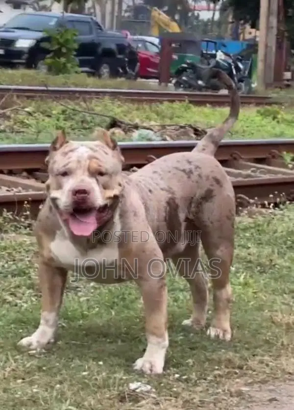 American Bully Puppies XL