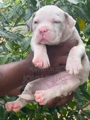 American Bully Puppies XL