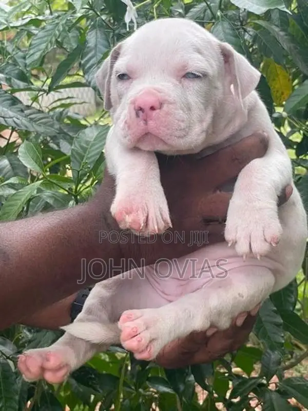 American Bully Puppies XL