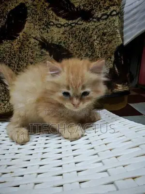 Persian Kittens