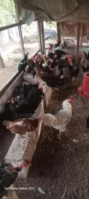 Country Chicken