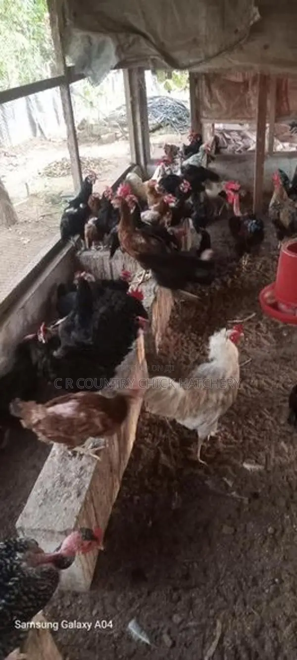 Country Chicken