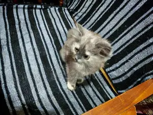 Persian Kittens