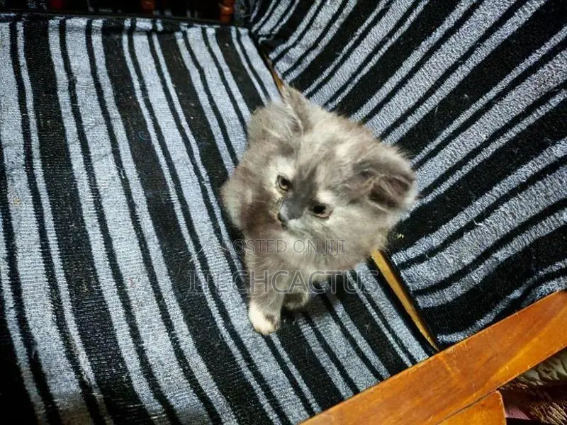 Persian Kittens