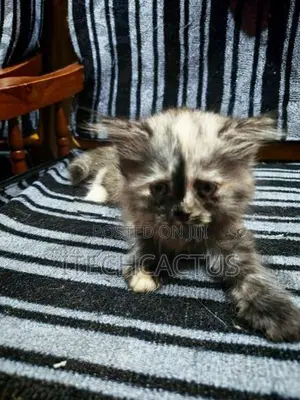 Persian Kittens
