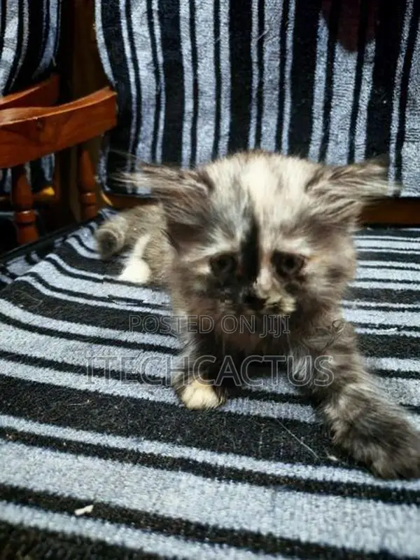 Persian Kittens