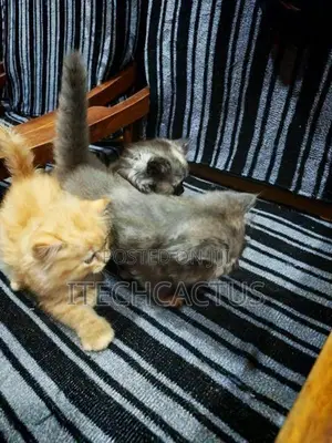 Persian Kittens