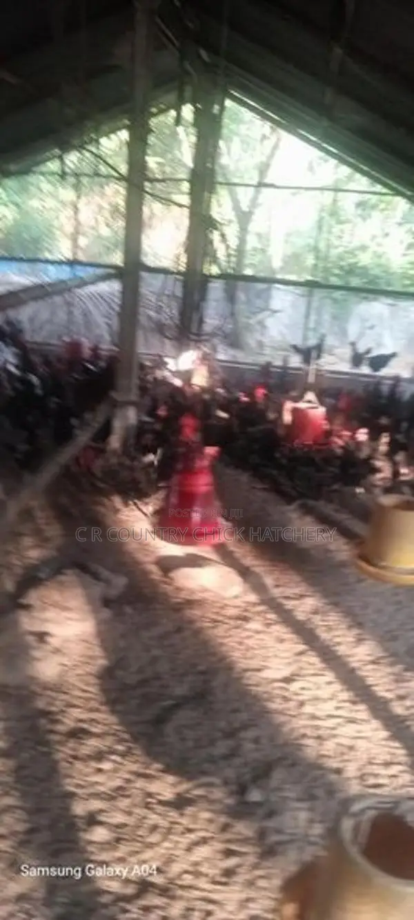 Country Chicken