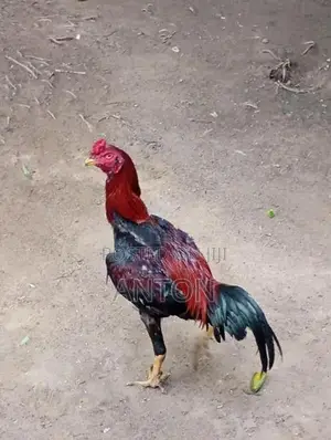 Asil Rooster