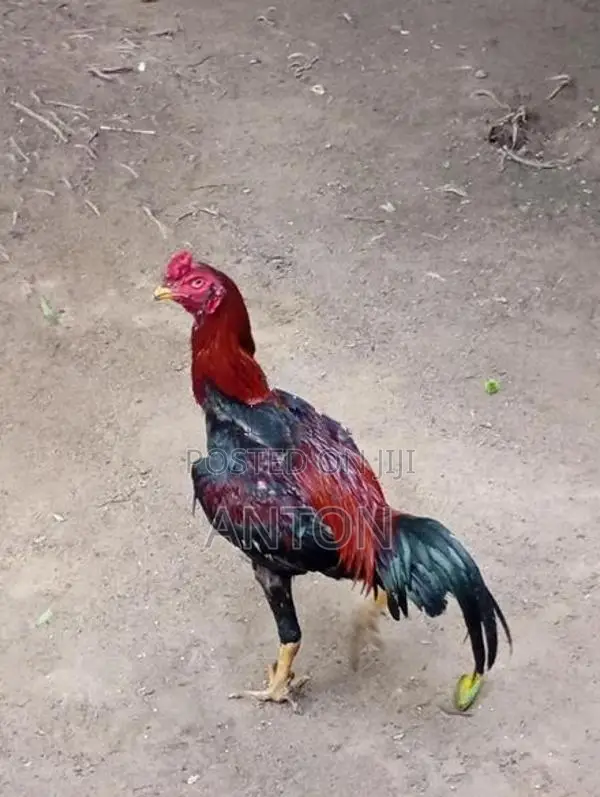 Asil Rooster