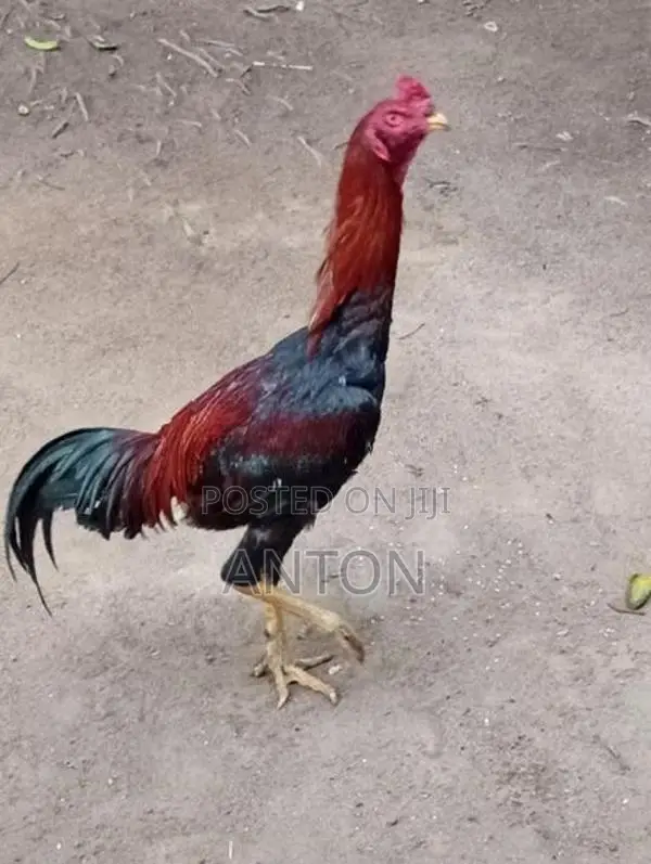 Asil Rooster