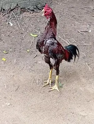 Asil Rooster
