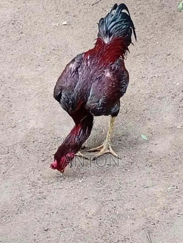 Asil Rooster