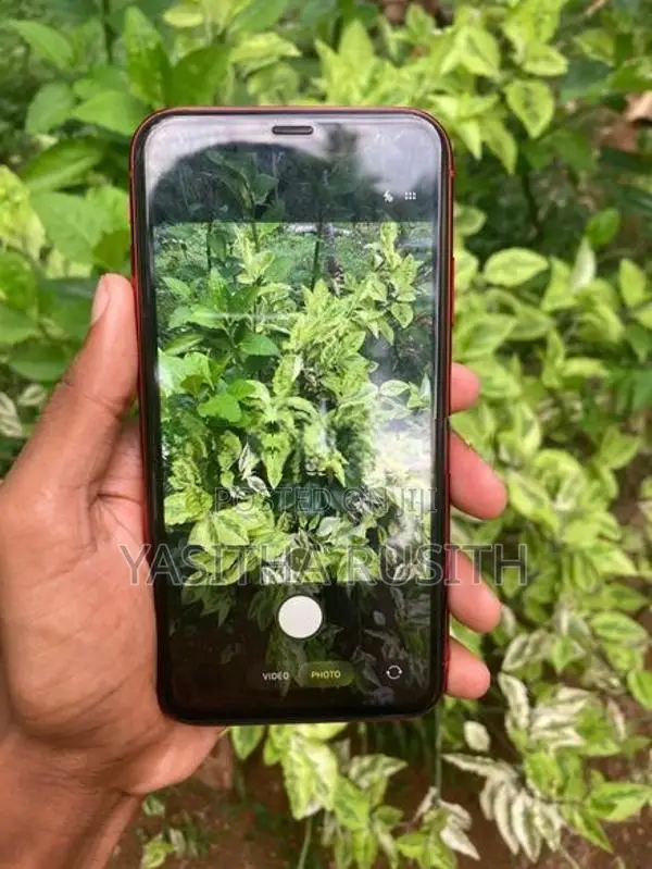 Apple iPhone 11 (Used)