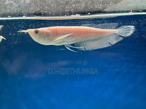 Albino Silver Arowana Fish