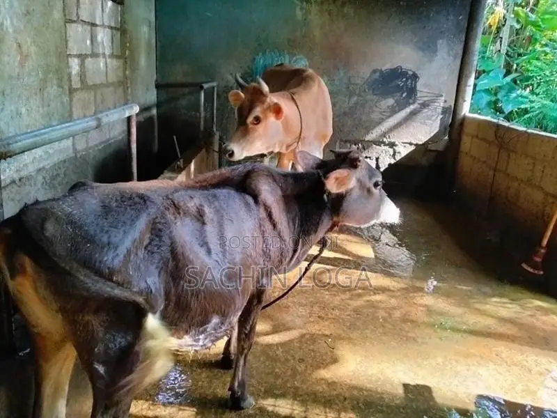 Female Cows