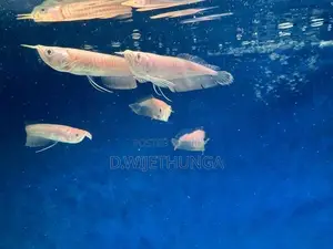 Albino Silver Arowana Fish