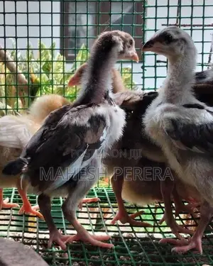 Asil Chicks