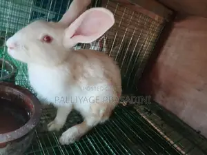 ලොකු හාවන්
