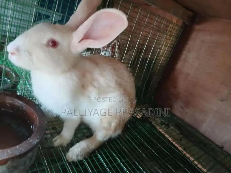 ලොකු හාවන්