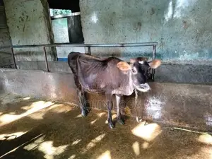 Female Cows