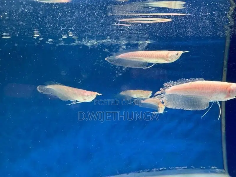 Albino Silver Arowana Fish
