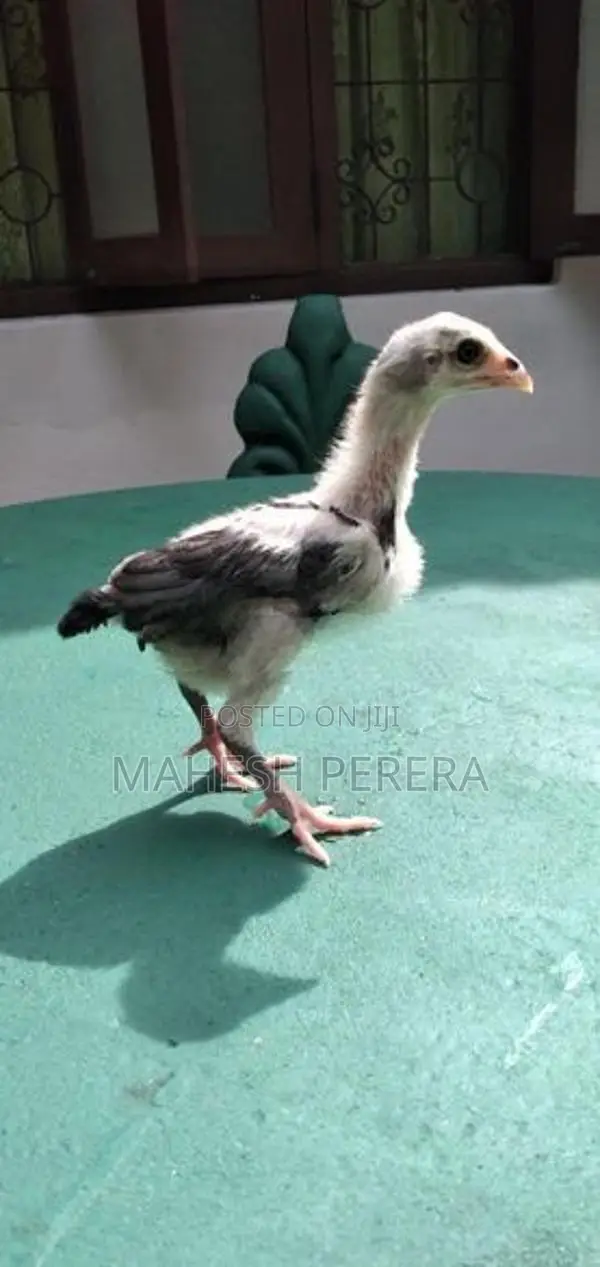 Asil Chicks
