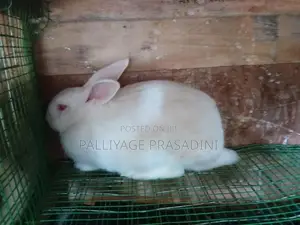 ලොකු හාවන්