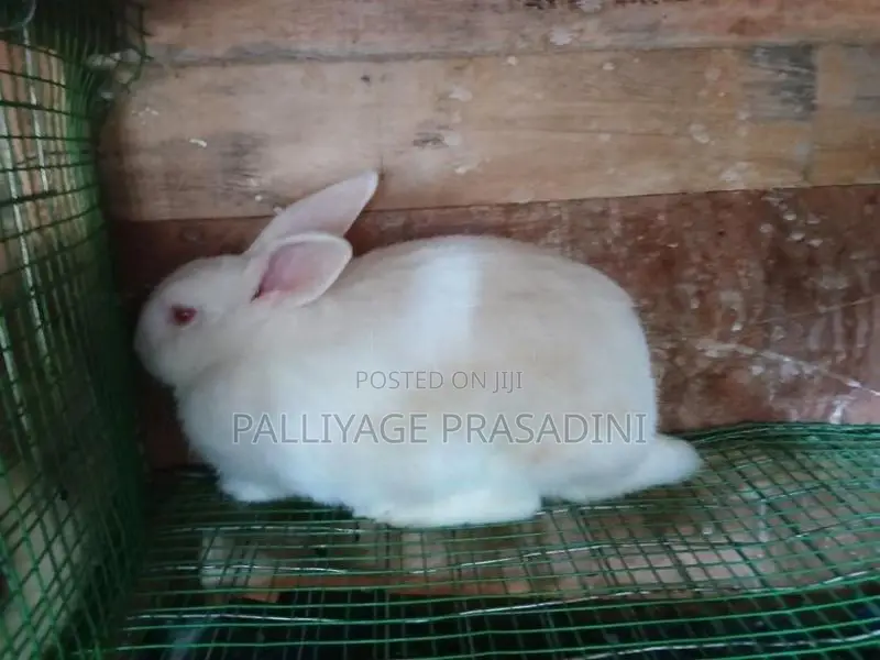 ලොකු හාවන්