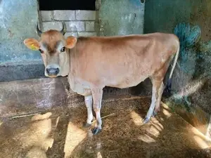 Female Cows