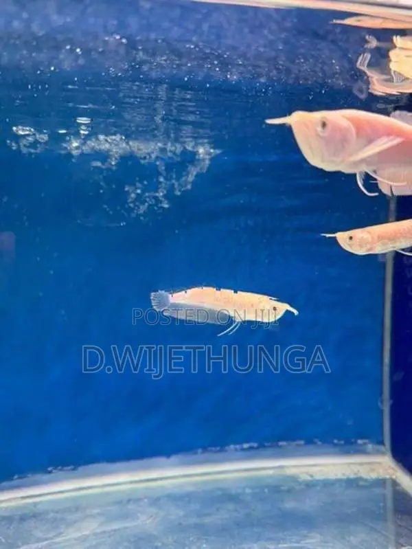 Albino Silver Arowana Fish