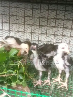 Asil Chicks
