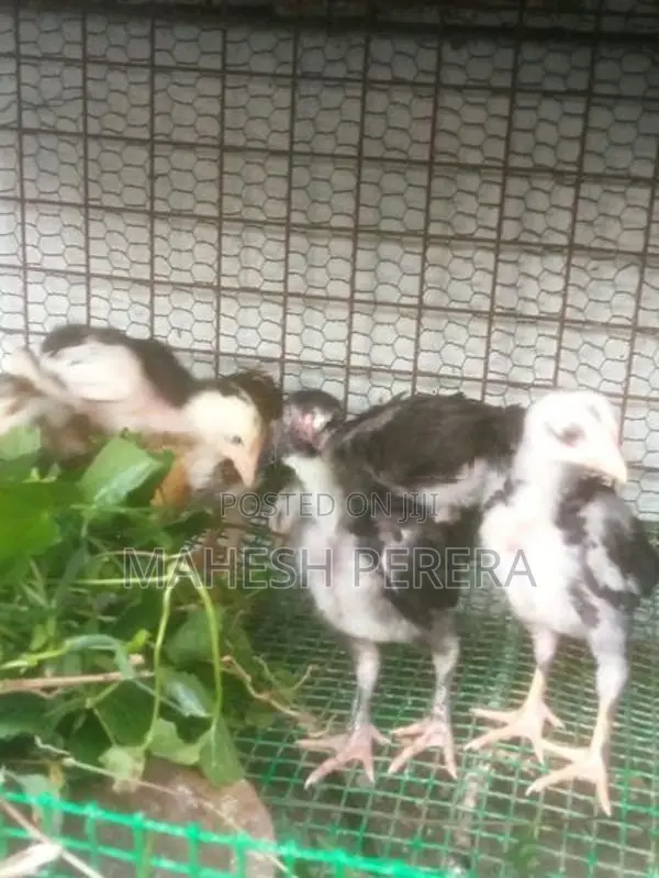 Asil Chicks