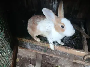 ලොකු හාවන්
