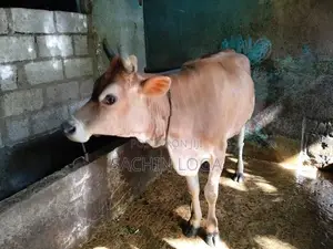 Female Cows