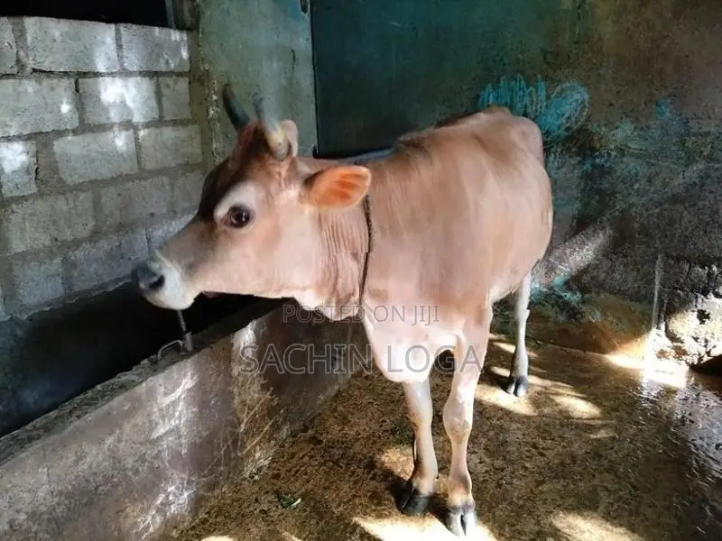 Female Cows