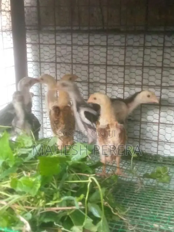 Asil Chicks