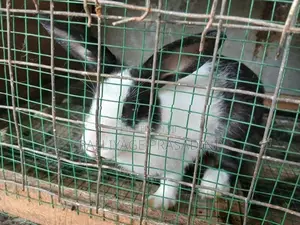 ලොකු හාවන්
